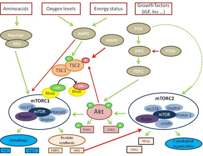 Figure 1.8 – A simplified model of the mTOR dependent-pathway. 