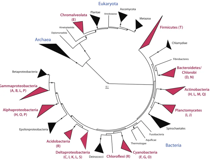 Figure 3. Phylogenetic distribution of pfa gene clusters and homologues. Clades in red contain putative secondary lipid gene clusters