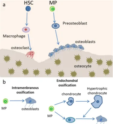 Figure  3.  Bone  homeostasis  is accomplished  by  osteoclasts  and  osteoblasts.  A)  Osteoblasts  arise  from  mesenchymal  progenitors  (MP)  through  preosteoblasts  and  then  becomes  another  type  of  osteoblast  lineage  cell,  the  osteocytes,  