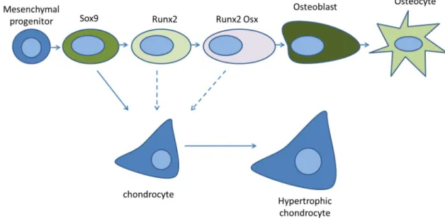 Figure  4.  The  different  stages  of  osteoblast  lineage  cell  differentiation.  Mesenchymal  progenitors  that  give rise to osteoblasts and chondrocytes are initially marked by the transcription factor SOX9
