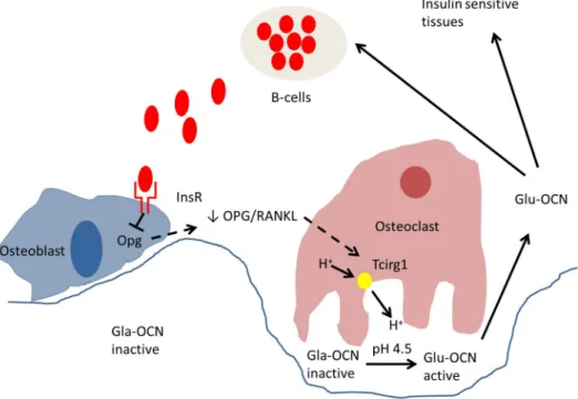 Figure 5. Model of action of insulin in bone resorption and osteocalcin regulation of insulin expression