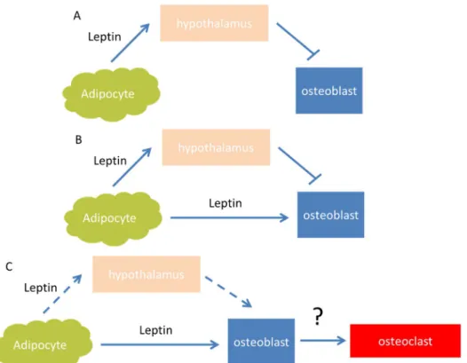 Figure 7. Models proposed for action of leptin on bone. A) Ducy’s model, leptin indirectly inhibits bone  formation  through  an hypothalamic relay