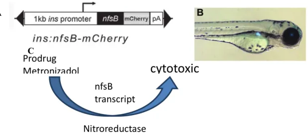 Figure 10. Transgenic zebrafish Tg(ins:Eco.NfsB-mCherry) is a suitable model to study DM; A This model as  a e.coli gene nfsB and a mCherry  florescent protein downstream of the promoter region of the insa gene;  B Transgenic  larvae  with  florescent insa