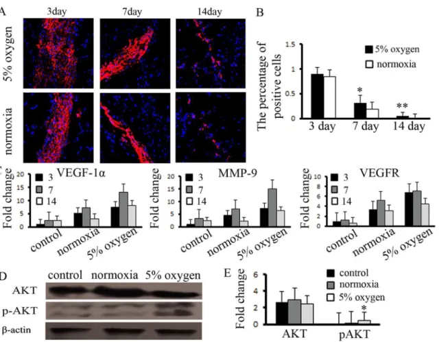 Fig 6. Hypoxia pretreatment promoted the function of BM-MSCs in ischemic muscle. (A) Hypoxia pretreatment of BM-MSCs increased the capacity for survival in ischemic muscle, compared to the normoxia group, (B) and the number of positive cells was measured