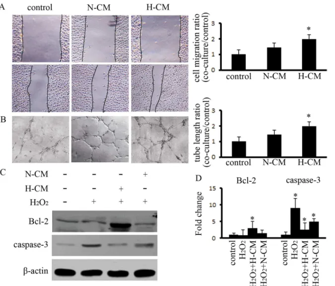 Fig 2. Hypoxia pretreatment of BM-MSCs enhanced the capacity for angiogenesis and reduced apoptosis in HUVECs