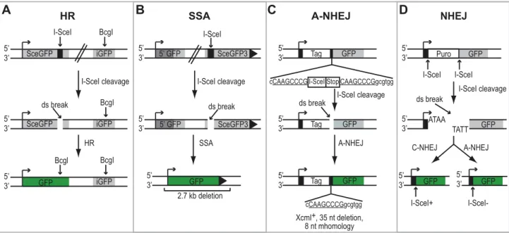 Figure 2. HSV infection increases SSA and inhibits HR, A-NHEJ and NHEJ. HR, SSA, A-NHEJ and NHEJ reporter cell lines were transfected with an empty vector or I-SceI expression vector and infected with HSV or mock infected
