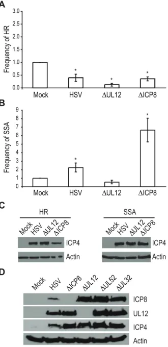 Figure 4. UL12 but not ICP8 is necessary to increase single strand annealing during HSV infection