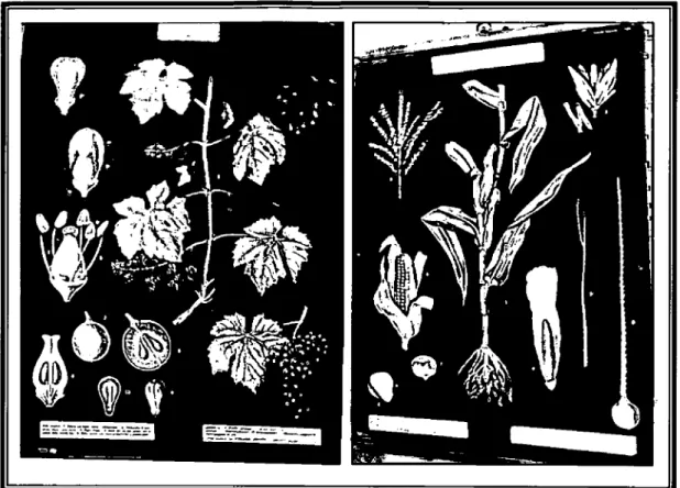 Figura 28 - Exemplares da colecção de plantas de António Vallardi, meados do século XX, do Prof