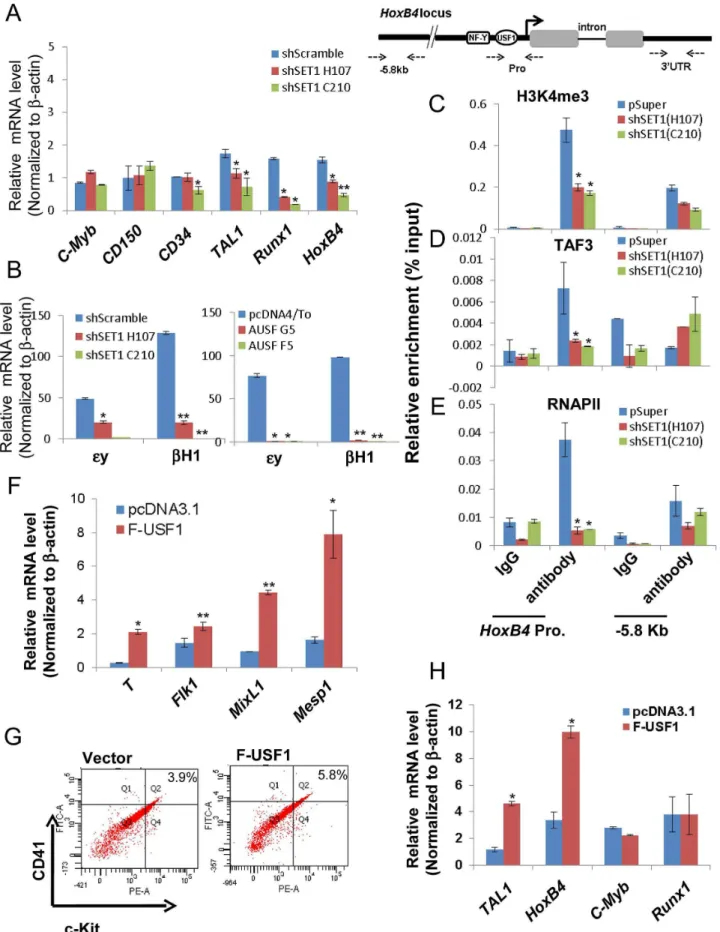 Figure 8. USF1 and hSET1A together activate expression of transcription factors associated with early onset of hematopoiesis during ESC differentiation
