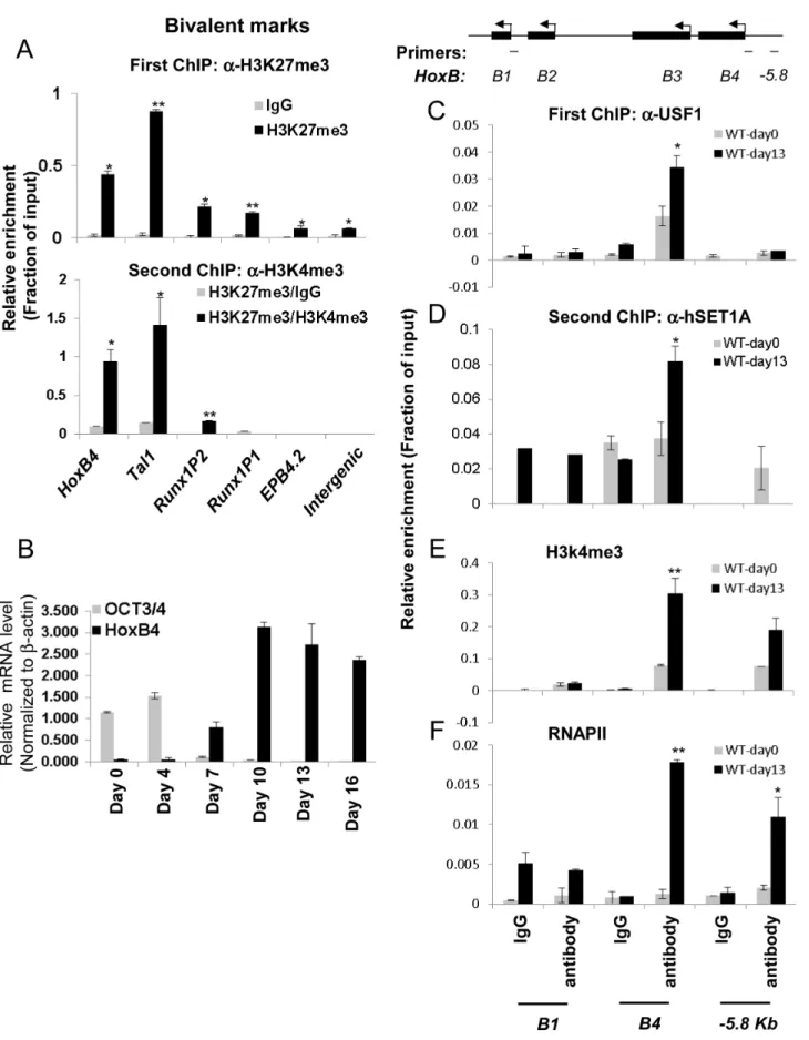 Figure 4. Co-localization of USF1 and the hSET1A complex correlates with the activation of the HSC-specific HoxB4 gene during hematopoietic differentiation of ESCs