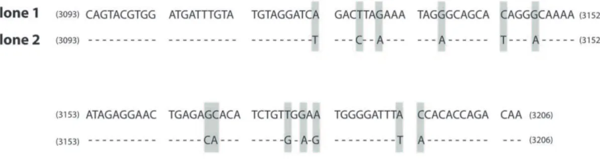Figure 1. Nucleotide sequence alignment of clone 1 and clone 2. The clones cover position 3093–3206 in HXB2 and were used for the mixing experiments