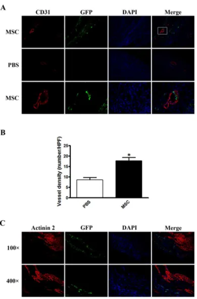 Fig 2. Immunostaining for CD31 and Actinin 2 in infarcted hearts with transplanted MSCs