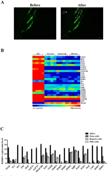 Fig 3. Transcriptomic analysis of gene expression profiles of transplanted MSCs in infarcted hearts.