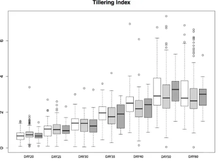 Figure 5 Tillering Index in parviglumis. Box-plots showing tillering index in greenhouse grow-outs of parviglumis for phenotyping