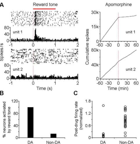 Figure 3. Rhythmic activity of VTA non-DA neurons during wheel running. (A) Rasters of two simultaneously recorded VTA non-DA neurons during voluntary wheel running and quiet wakefulness