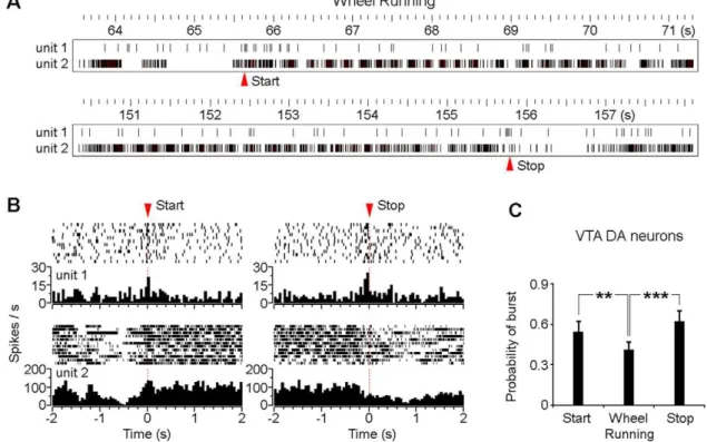 Figure 7. Burst activation of the VTA putative DA neuron at wheel running initiation/termination
