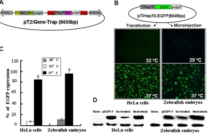 Figure 1. Inducible activity of the tilapia Hsp70 promoter ( TiHsp70 ) at 37 uC. (A) A novel gene-trap vector mediated by Sleeping Beauty transposon
