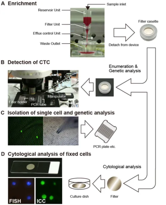Figure 1. Flowchart of enrichment, enumeration, isolation and molecular analysis of CTC by metal filtration-based device