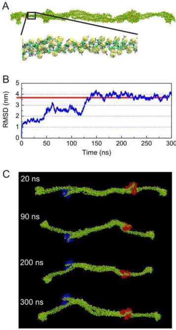 Figure 11. Coarse-grained representation of the vimentin tetramer (in explicit water) and structural stability of the vimentin tetramer structure at time-scales of hundreds of nanoseconds