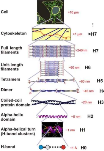 Figure 2B shows a snapshot of the molecular model of the vimentin dimer, displaying the characteristic segmented geometry with coiled-coil regions connected through linker domains