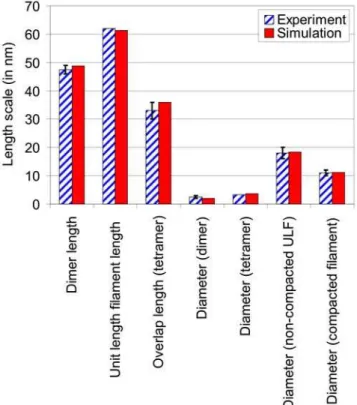 Figure 3. Comparison of structural properties of the IF dimer and tetramer between experiment and simulation (see also Table S1).