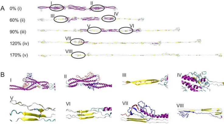 Figure 9 shows the structural spectrum of the vimentin dimer (Fig. 9A) and tetramer (Fig