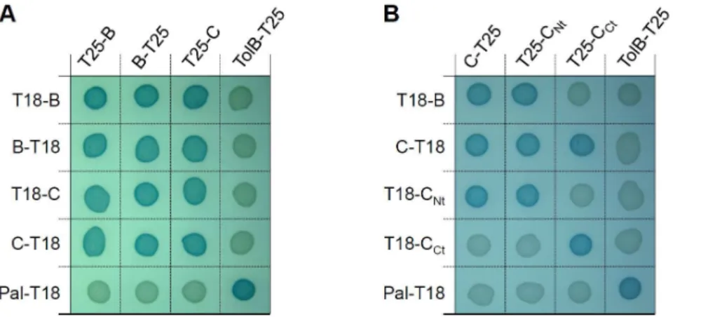 Figure 2. The a -helix located between residues 104 and 130 of TssB1 is required for T6SS function and interaction with TssC1