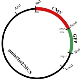 Figure 2.1 Chien Lab construct representation