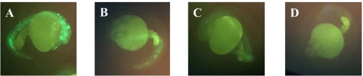 Figure 3.4 GFP fluorescence of zebrafish larvae (2 dpf) microinjected with cmv-miR-29a