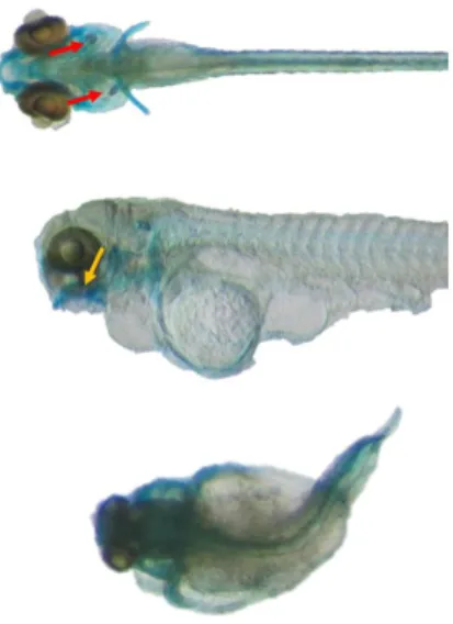 Figure  3.6  Effects  of  miRCURY  LNA  miRNA  mimics  for  dre-miRNA-29a  [5  µM]  in  6  dpi  zebrafish  larvae