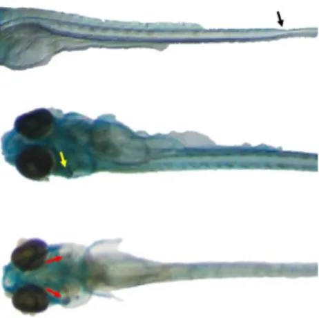 Figure 3.8 Effects of miRCURY LNA miRNA mimics for dre-miRNA-29a [2.5 µM] in 6 dpf zebrafish  larvae