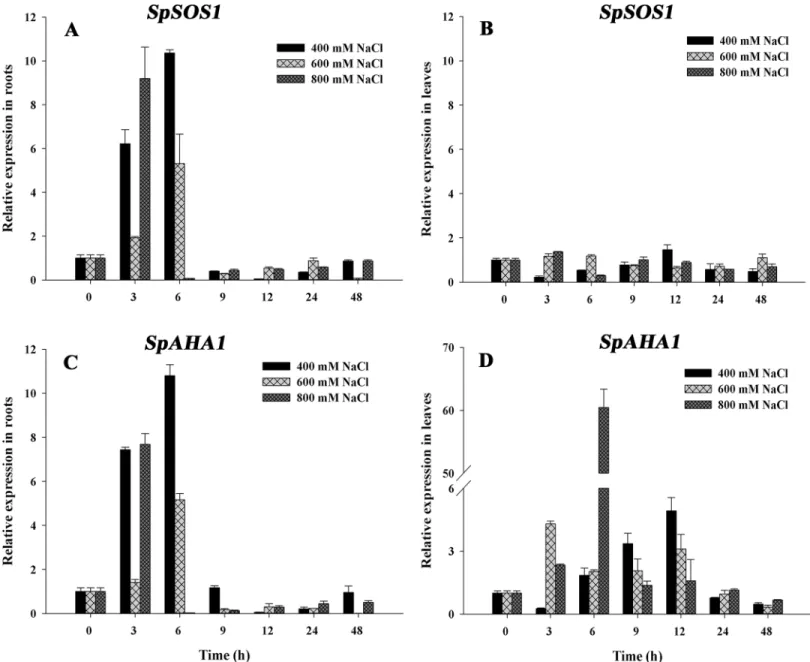 Fig 3. Changes in SpSOS1 and SpAHA1 mRNAs in S. portulacastrum exposed to salinity. Seedlings were treated with 400, 600 or 800 mM NaCl