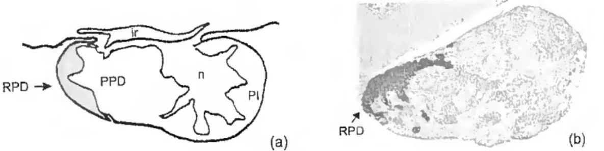 Figure 1.2 - (a) Diagram showing a sagital section through the pituitary gland of the  adult sea bream with the distribution of PRL-cells mdicated by a ^aded area ( )  Immunohistochemistry of a sagital section of sea bream pituitary 9 la &#34;^ ounter ®'^ 
