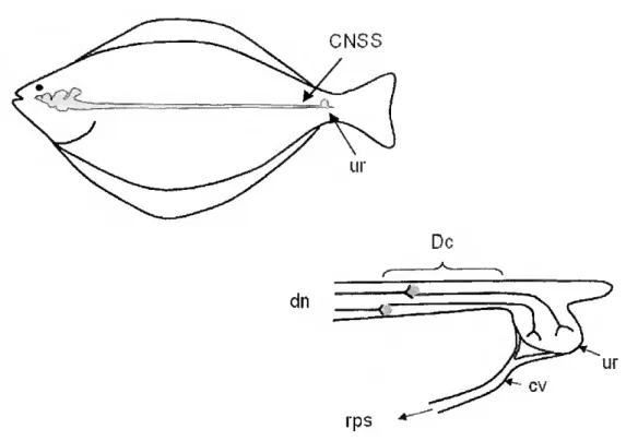 Figure 1.6 - Diagrammatic representation of the caudal neurosecretory system of  fish (CNSS)
