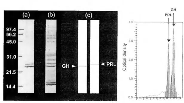 Figure 3.2 - The left hand panei shows the typical gels obtained after separation of (a)  right hand lane, the culture médium and (b) the pituitary homogenate by SDS-PAGE