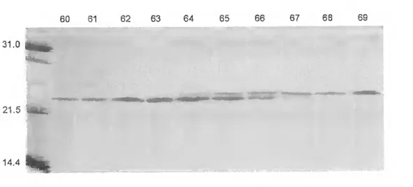 Figure 3.4 - Aliquots from the Model 491 Prep Celi fractions containing  separated GH (fractions 60-63) and PRL (fractions 67-69) analyzed by SDS-  PAGE and visualized by silver staining
