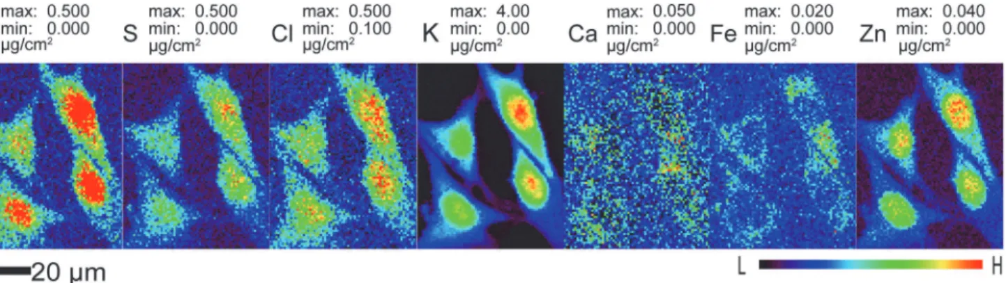 Fig 2. Representative elemental maps of frozen hydrated mouse embryonic fibroblast cells (S1 File)