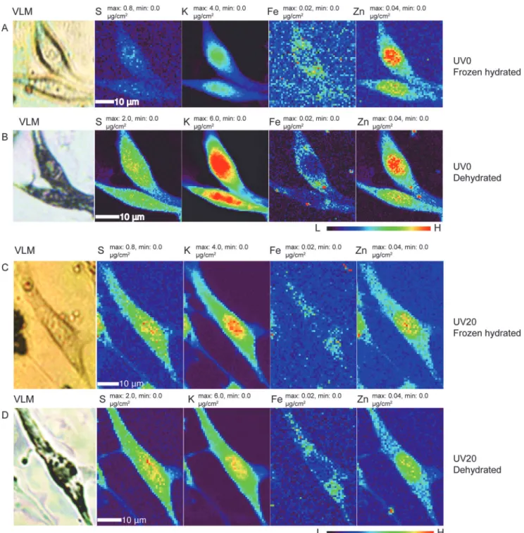 Fig 5. Comparison of elemental distribution maps of four elements (S, K, Fe, Zn) in frozen hydrated cells (rows A and C) as well as freeze-dried counterparts (panels B and D), with (rows C and D) and without (rows A and B) 20 minutes of ultraviolet germici