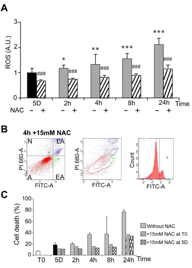 Figure  6.    Rewarming-induced  ROS  production  and  ROS-dependant  apoptosis.    (A)  ROS  were  measured  in  WIβ6  cells cultured at β5°C for 5 days and then warmed-up at γ7°C for β to β4h in absence (-) and in presence (+) of 15mM N-Acetylcysteine (N