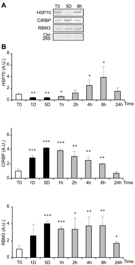 Figure 3.  Cold-shock and rewarming affect heat and cold shock genes expression.  The expression of heat shock (HSP70) and cold shock genes (CIRBP and RBMγ) was quantified at the mRNA level by RT-PCR in WIβ6 cells cultured at β5°C for 1 and 5 days before w