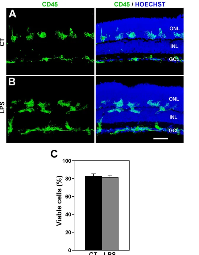 Fig 6. LPS treatment does not modify the distribution of microglial cell and cell viability