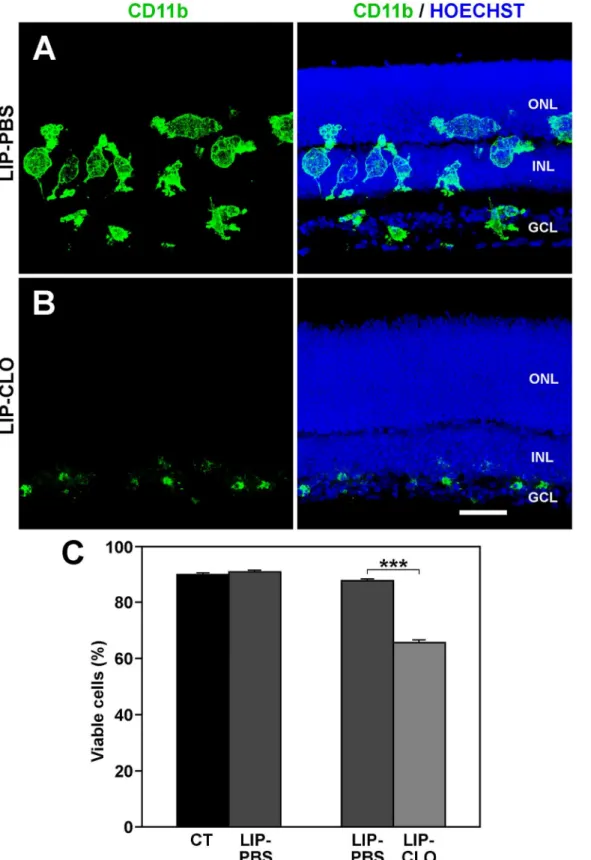 Fig 8. Effect of microglia depletion on cell viability in the retinal explants. A: The distribution of microglial cells, revealed by CD11b immunolabeling, in explants treated with liposomes loaded with PBS (LIP-PBS) is similar to that in control explants (