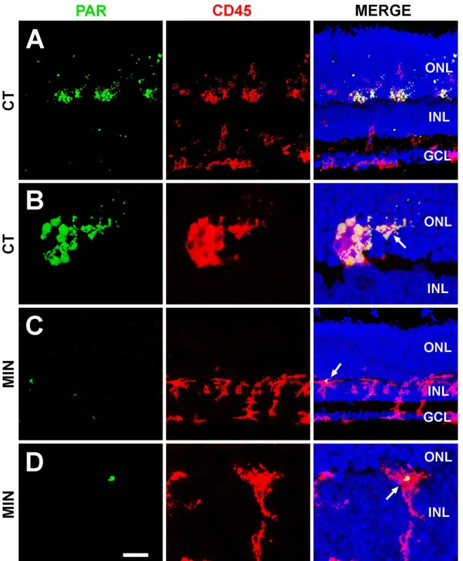 Fig 3. PARP-1 activity in untreated (A,B) and minocycline-treated (C,D) retinal explants