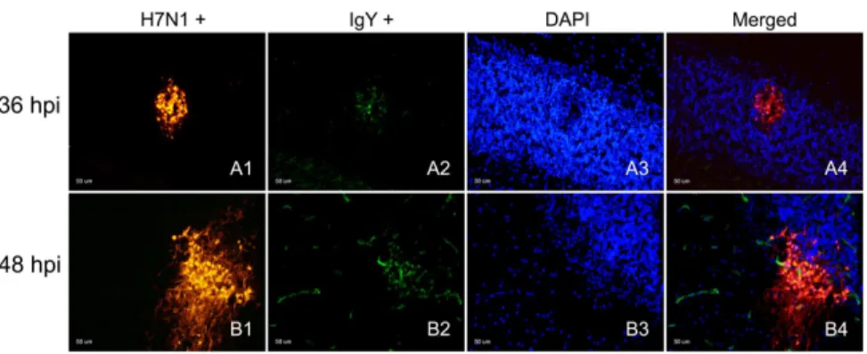 Fig. 4. Detection of IAV and IgY leakage in fresh frozen samples of H7N1 infected chickens.