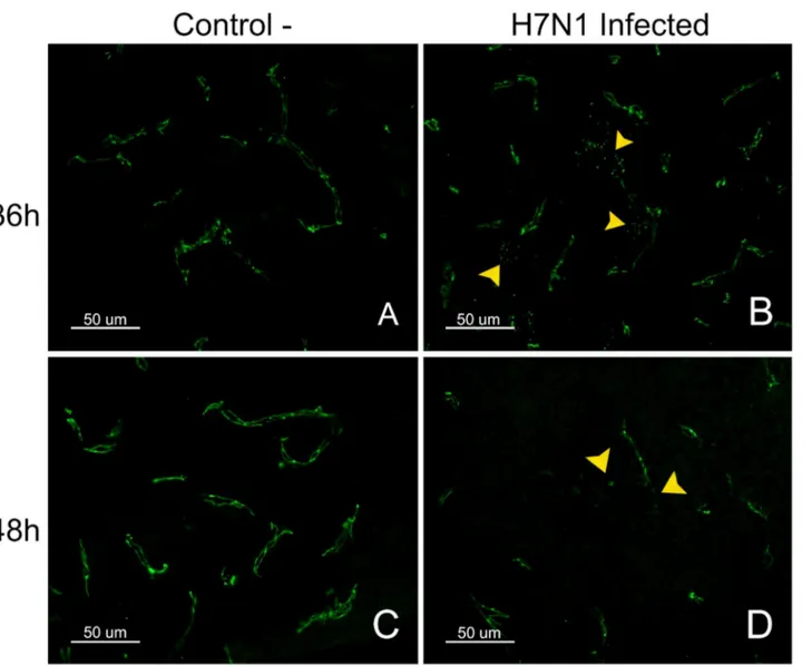 Fig. 5. Pattern of staining for the TJ protein ZO-1 in control and H7N1 infected chickens