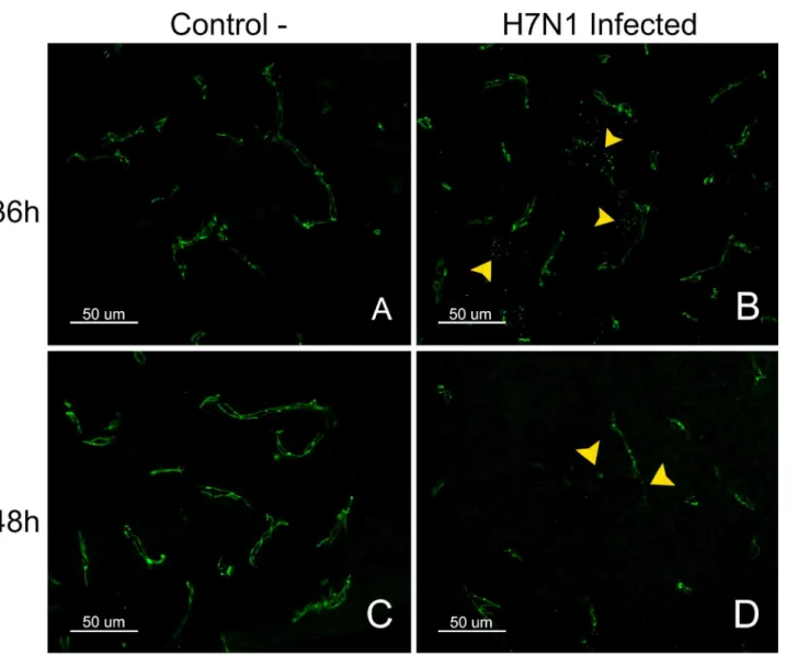 Fig. 5. Pattern of staining for the TJ protein ZO-1 in control and H7N1 infected chickens