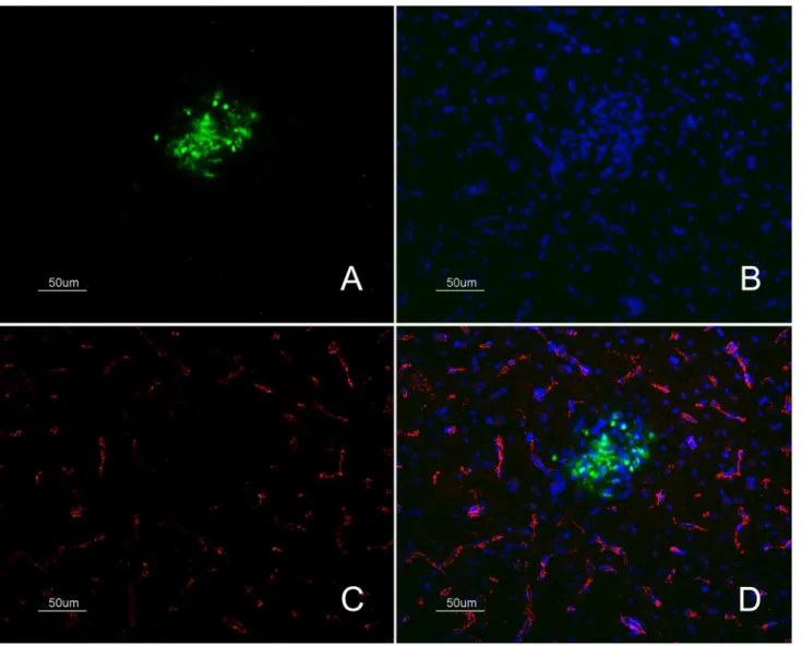 Fig. 6. Detection of the TJ protein ZO-1 and IAV antigen in samples of H7N1 infected chickens