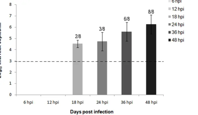 Fig. 7. Distribution of the HPAI H7N1 antigen detected by immunohistochemistry in formalin fixed chicken’s brain samples