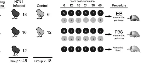 Fig. 1. Experimental design. Procedures followed for each group of chickens included in the study