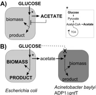 Figure 1. The proposed carbon flow in the wild type Escherichia coli culture and in the coculture of engineered Acinetobacter baylyi ADP1 and E